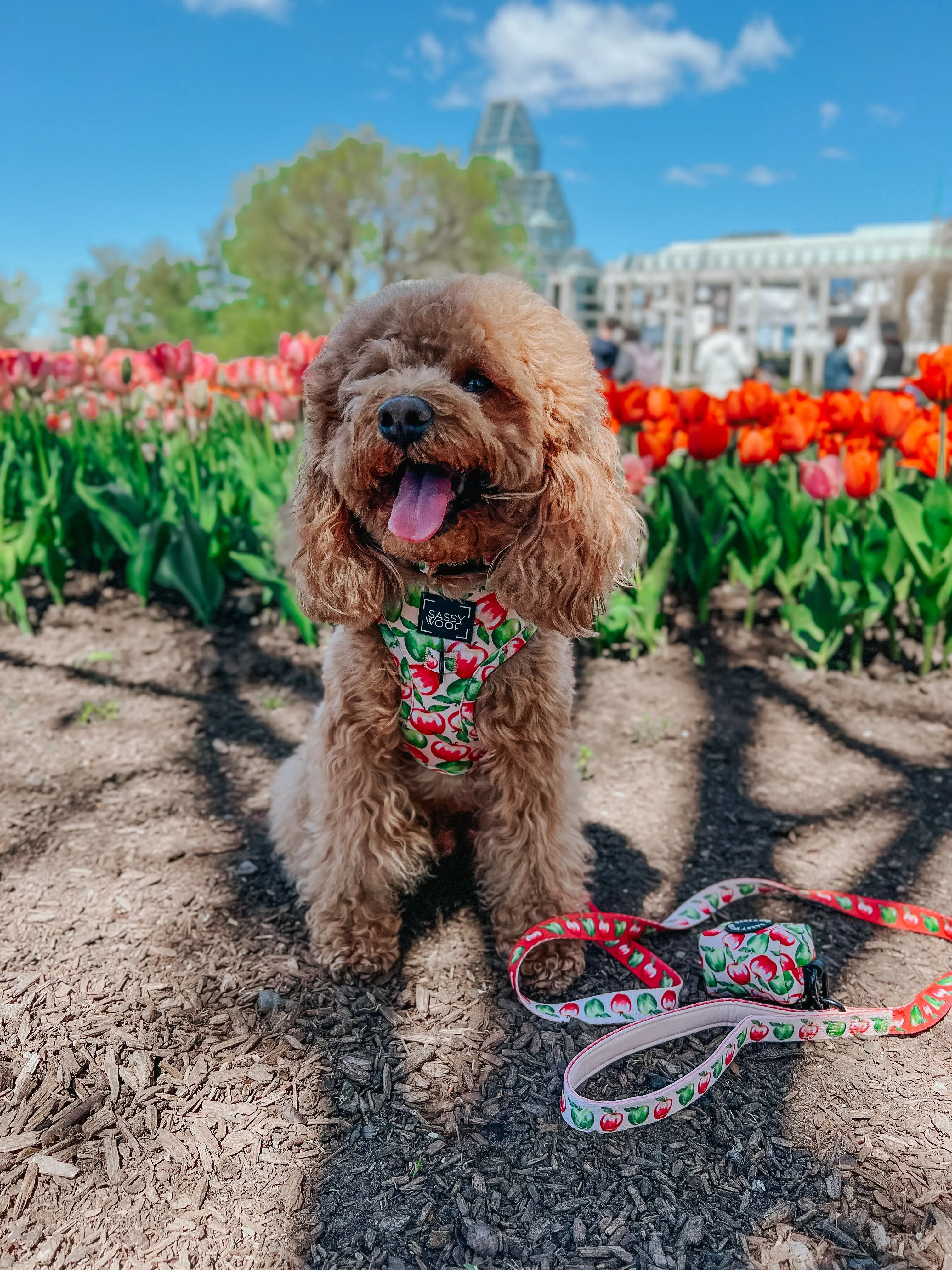 Dog Adjustable Harness - Apple of My Eye