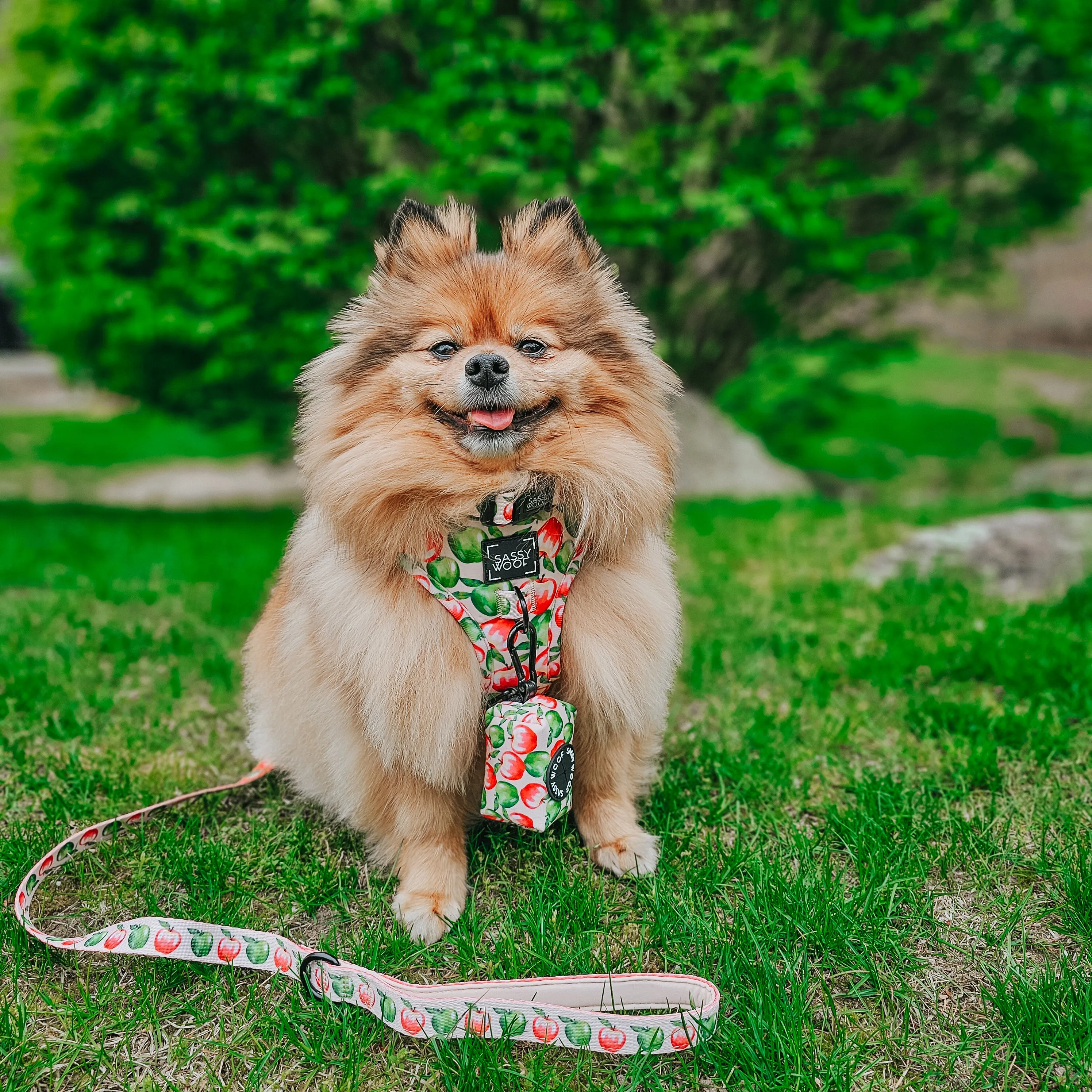 Dog Adjustable Harness - Apple of My Eye