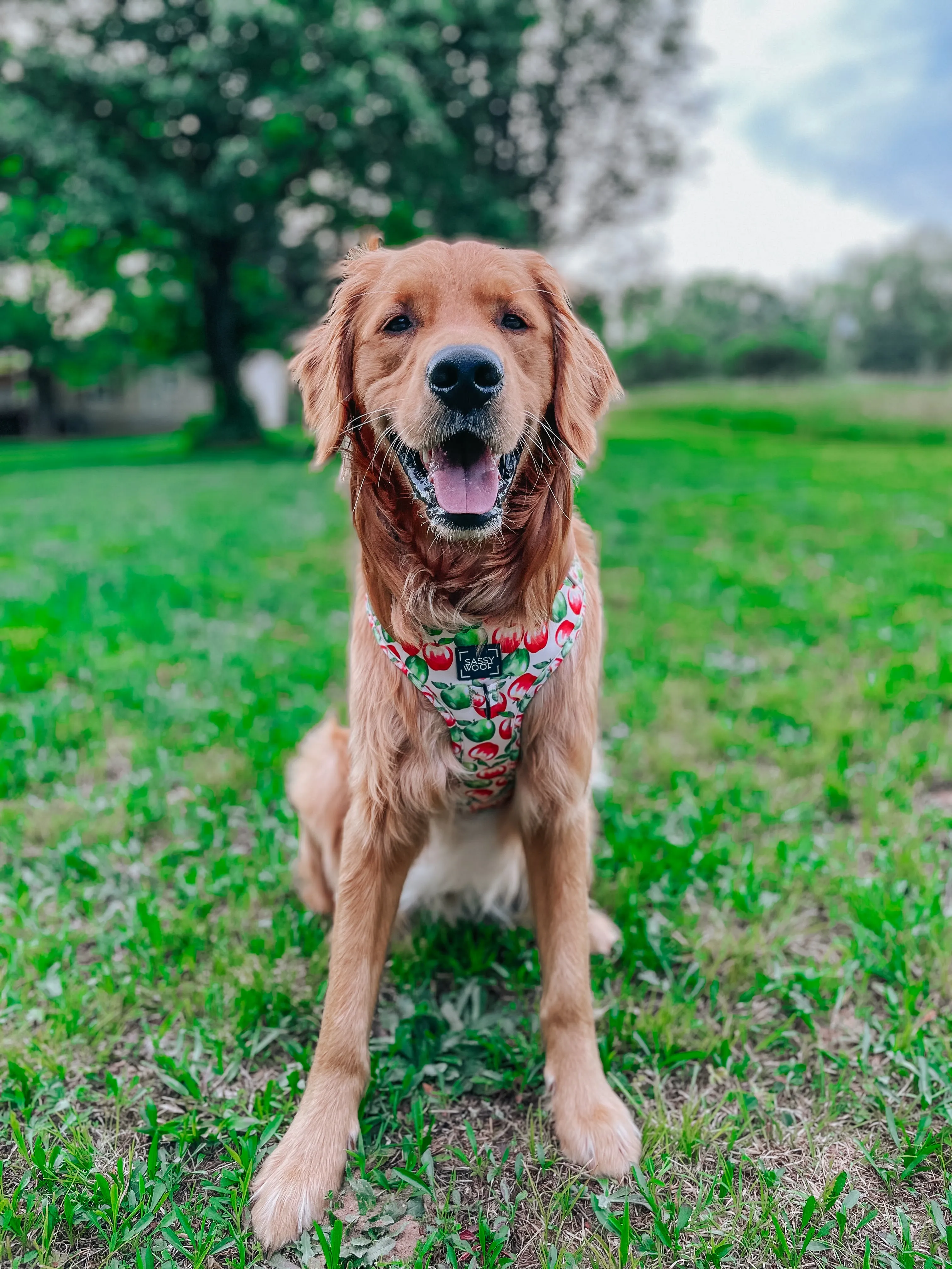 Dog Adjustable Harness - Apple of My Eye