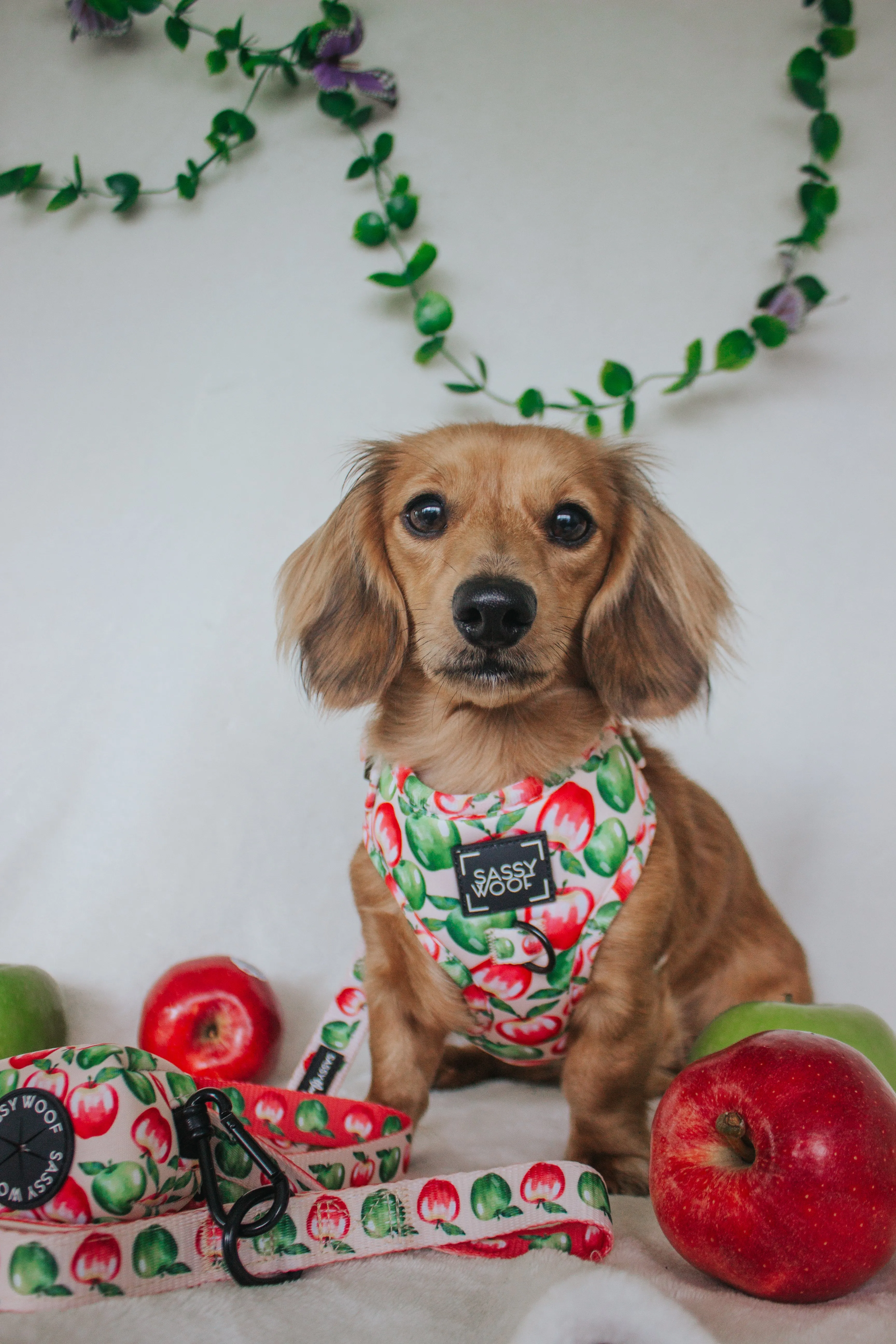 Dog Adjustable Harness - Apple of My Eye