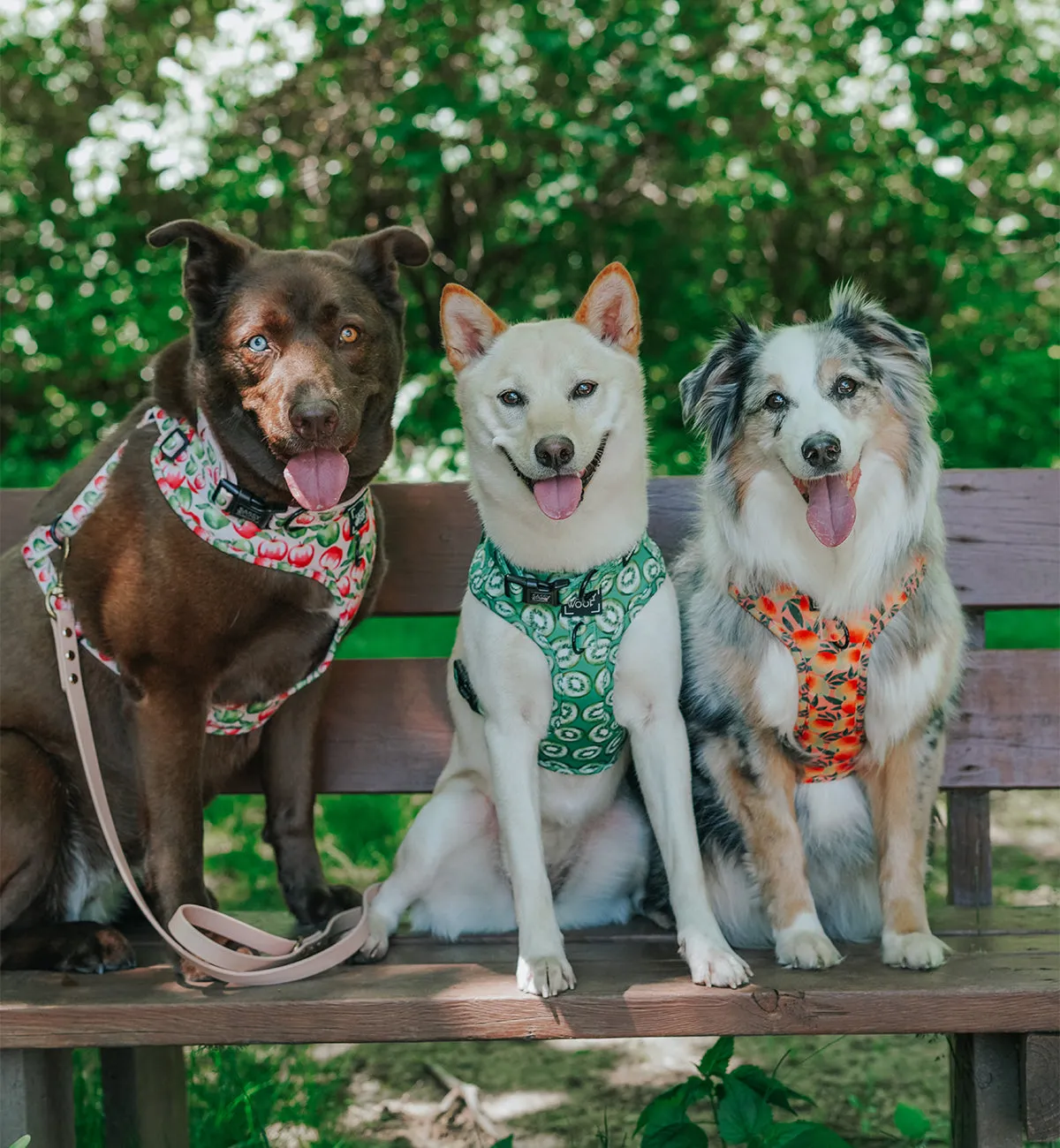 Dog Adjustable Harness - Apple of My Eye