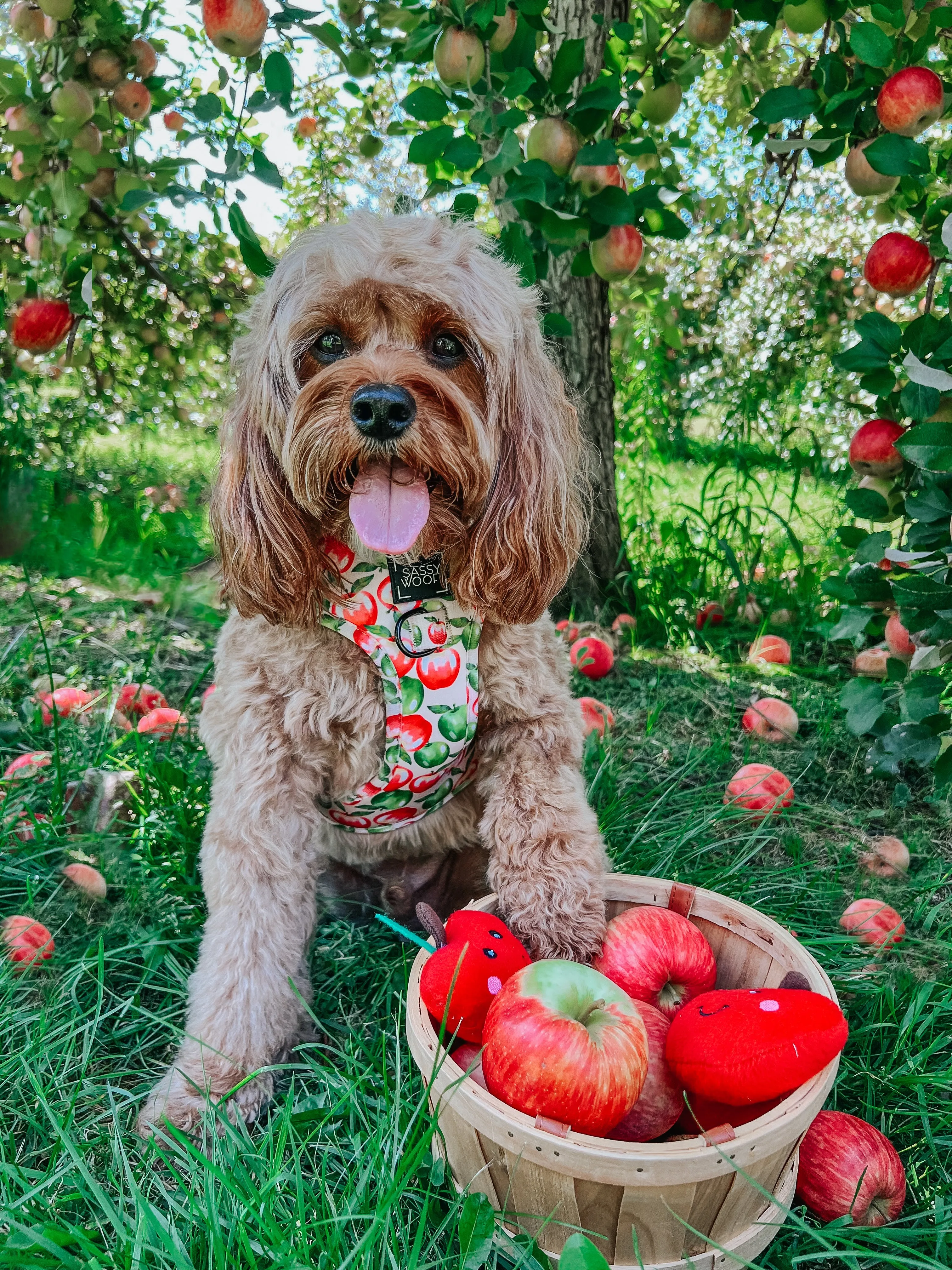 Dog Adjustable Harness - Apple of My Eye