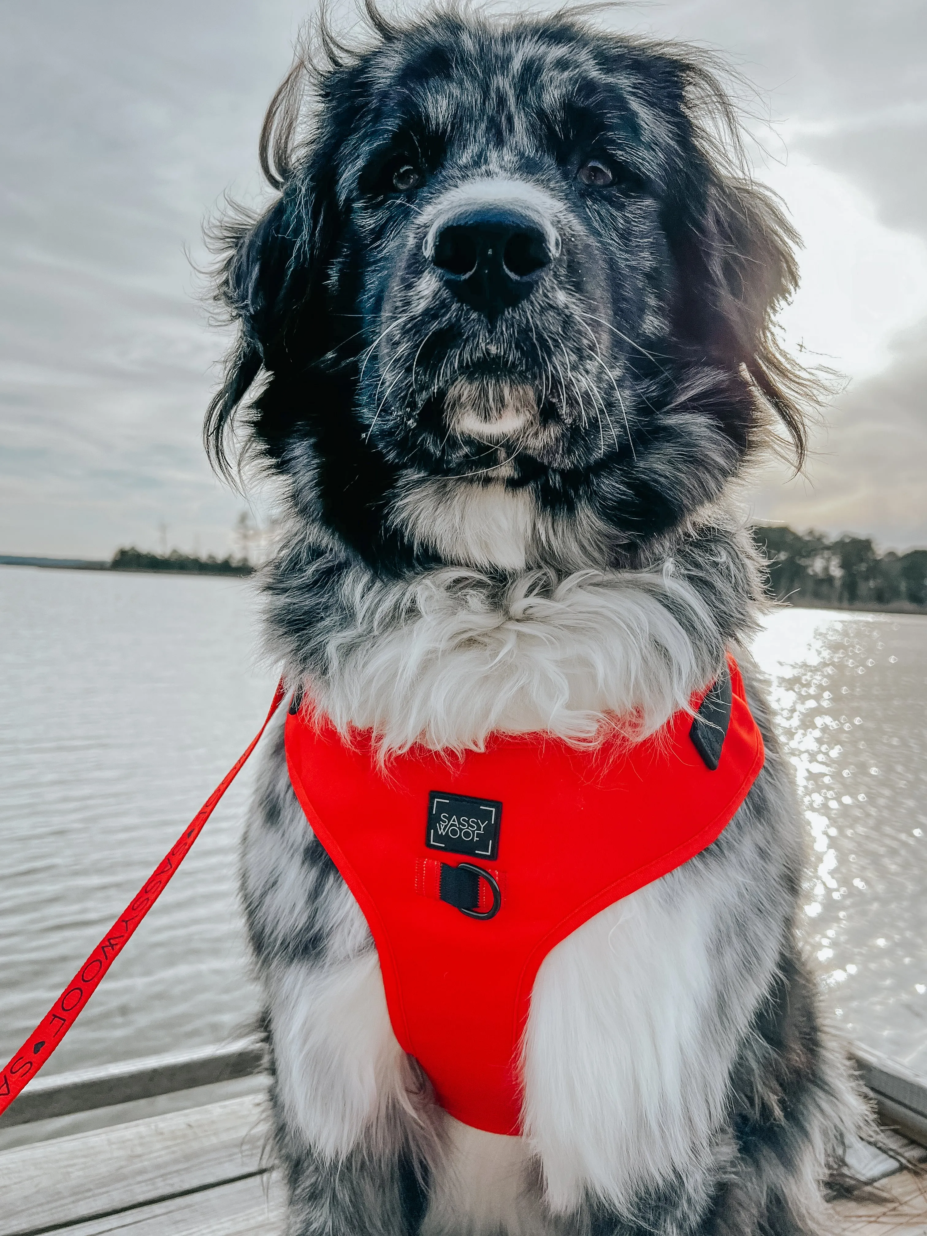 Dog Adjustable Harness - Neon Red