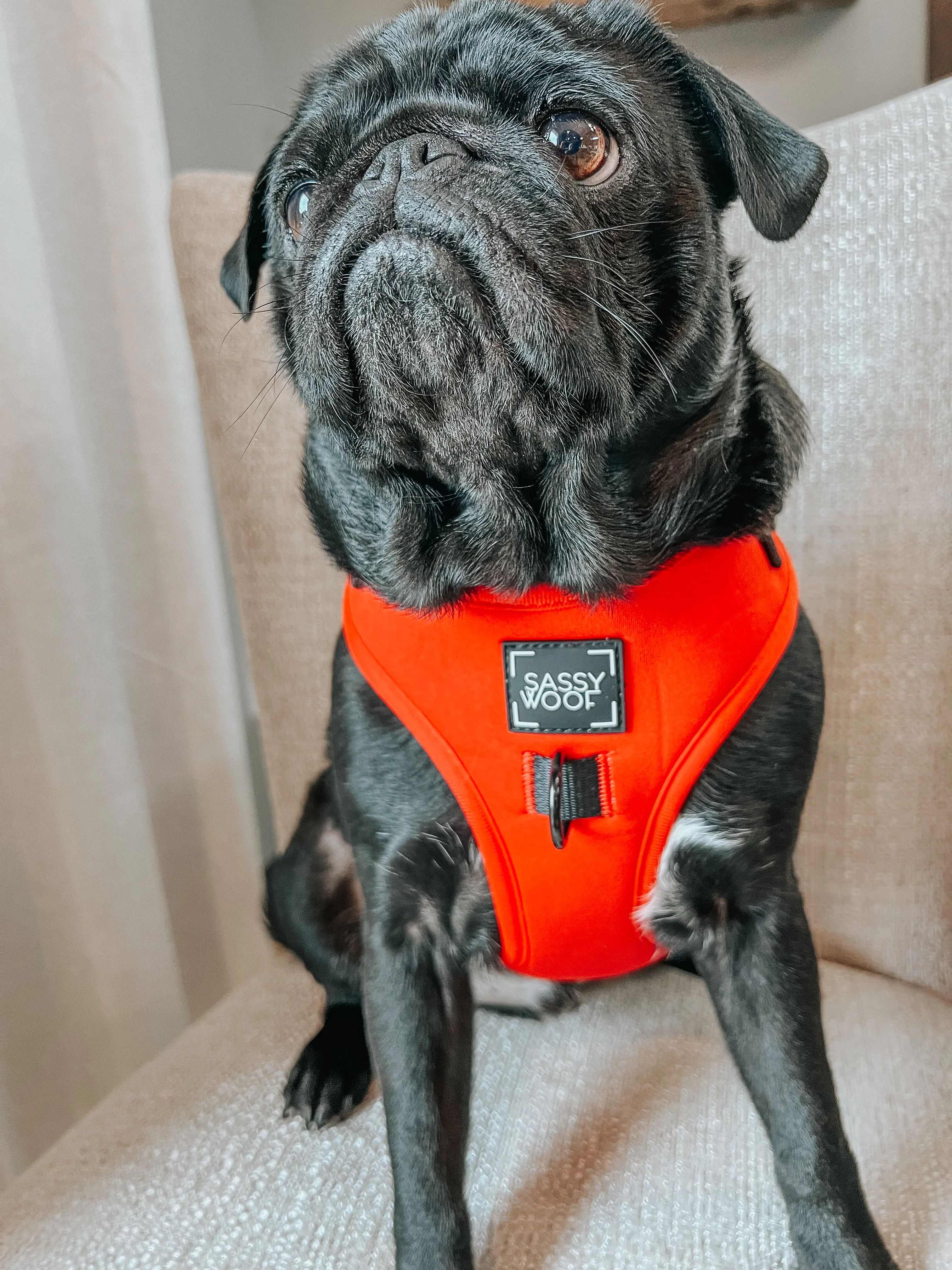 Dog Adjustable Harness - Neon Red