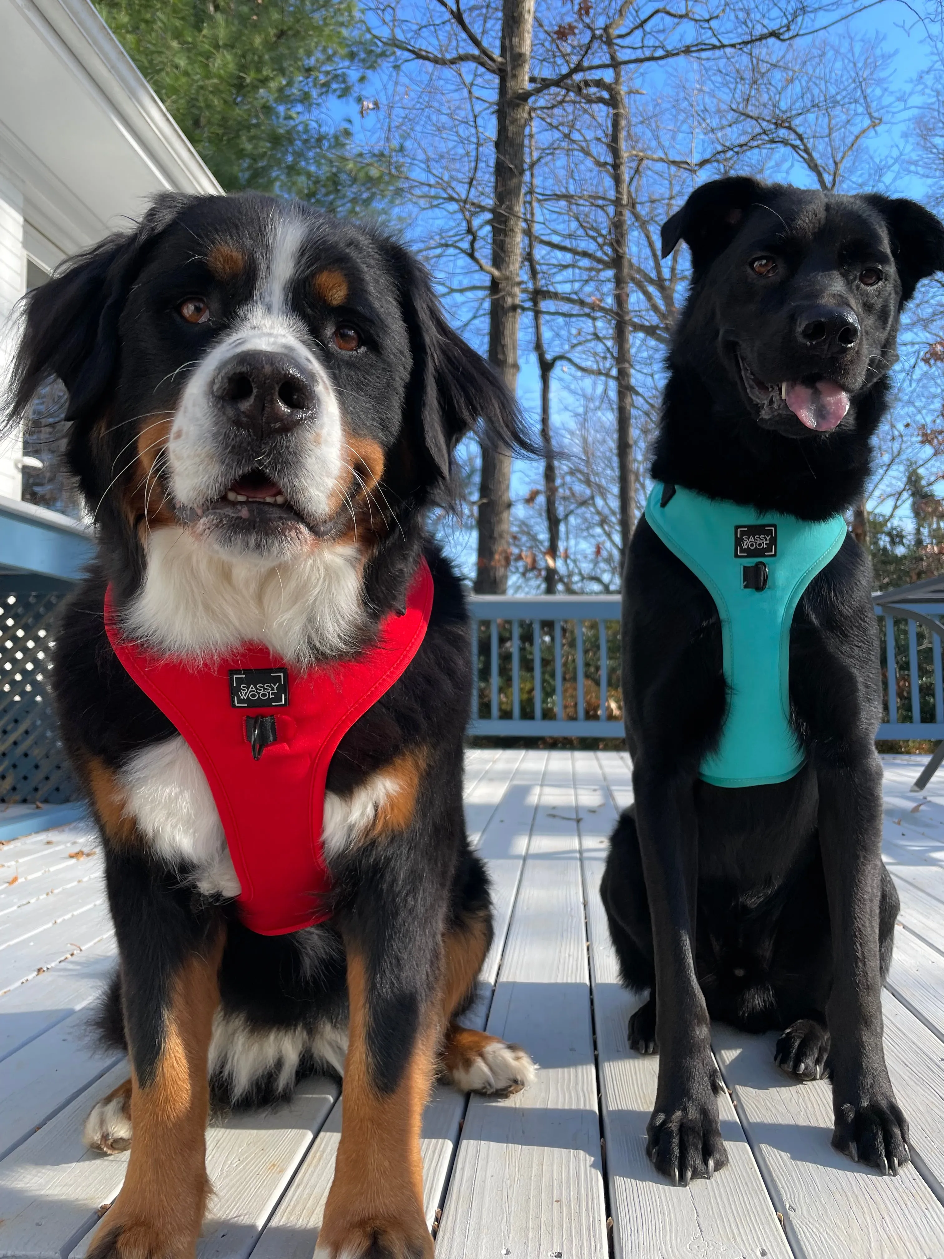 Dog Adjustable Harness - Neon Red