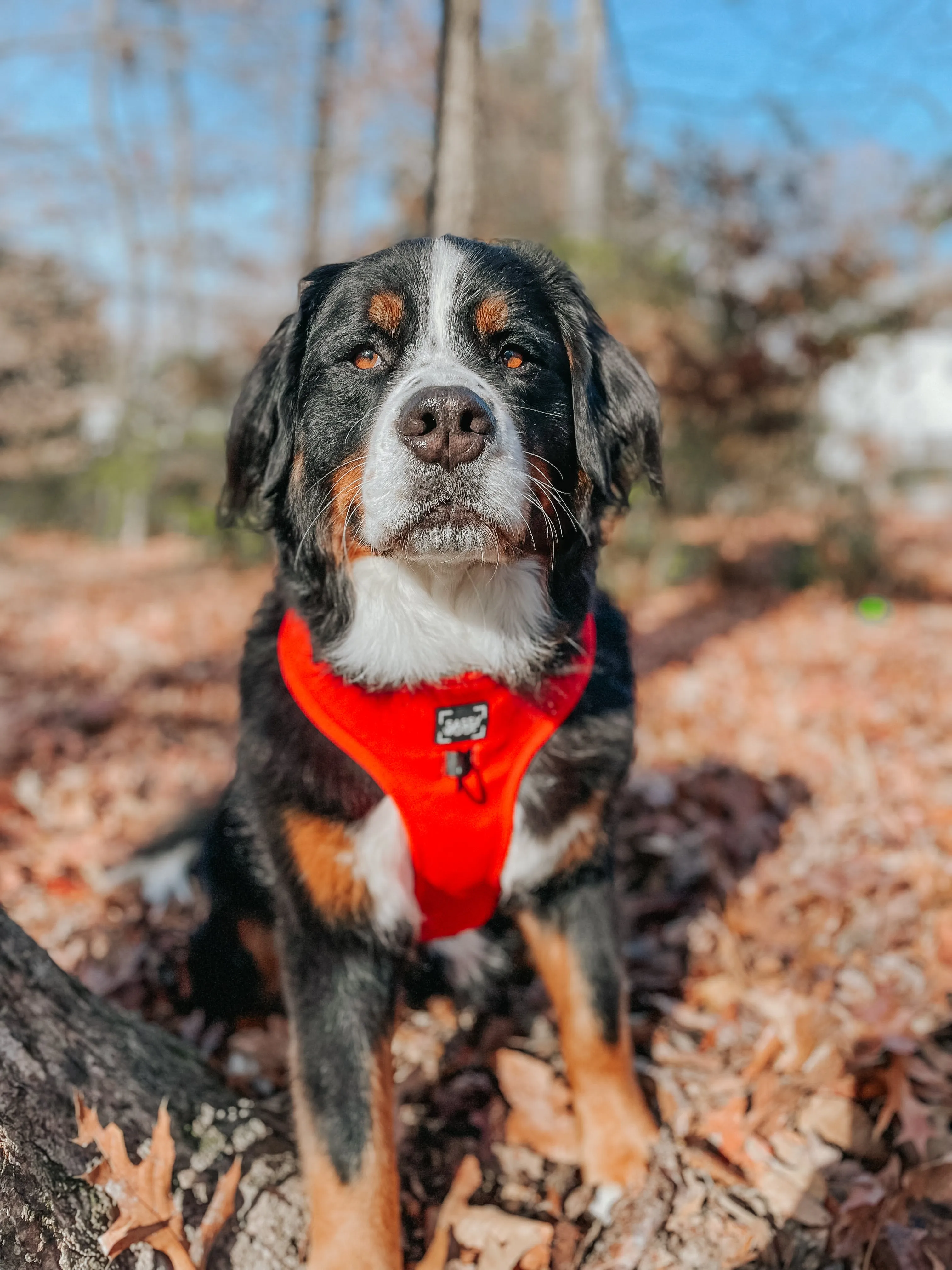 Dog Adjustable Harness - Neon Red